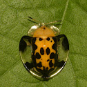 Spotted Tortoise Beetle