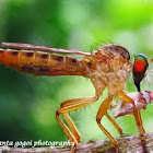 Robber fly~