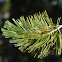 Sugar Cone Pine