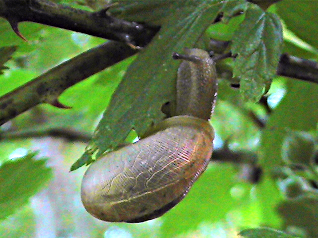 Garden Snail