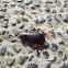 Oriental cockroach / Žohar