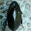 Giant Black Water Beetle