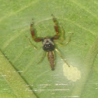 Scorpion Mimicking Jumping Spider