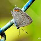 Oriental Gram Blue Butterfly