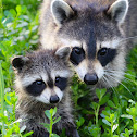 Raccoons (mother and baby)