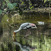 Painted Stork