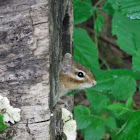 Chipmunk