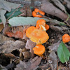 Bright Orange Mushrooms