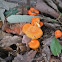 Bright Orange Mushrooms