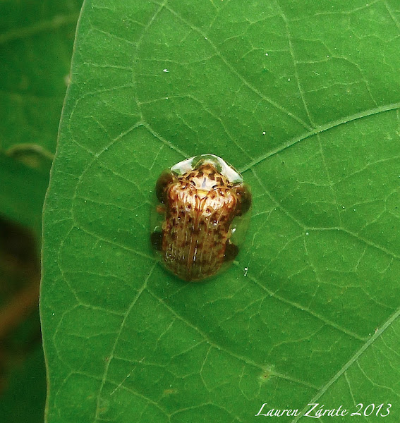 Tortoise Shell Leaf Beetle | Project Noah