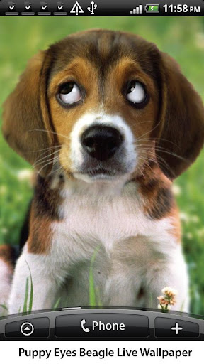 Puppy Beagle Live Wallpaper v1.08