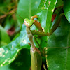 Giant asian mantis