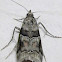 Blister Coneworm Moth