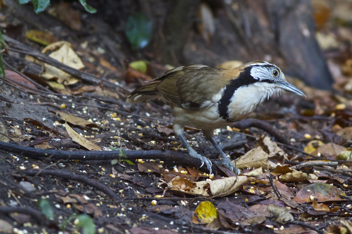 Greater-necklaced Laughingthrush