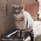 Iberian Wildcat