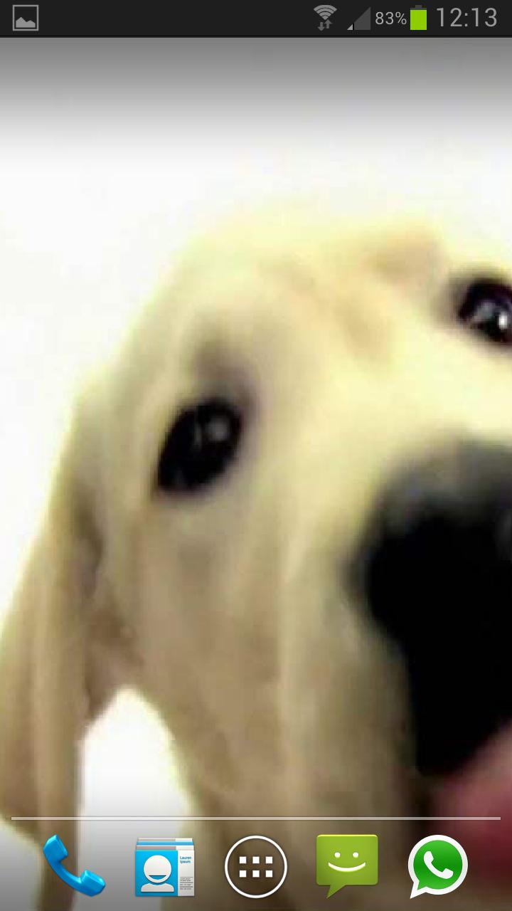 DOG SCREEN CLEANER LWP PRO Screen 1