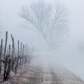 by Pedro Tasinato - Nature Up Close Trees & Bushes