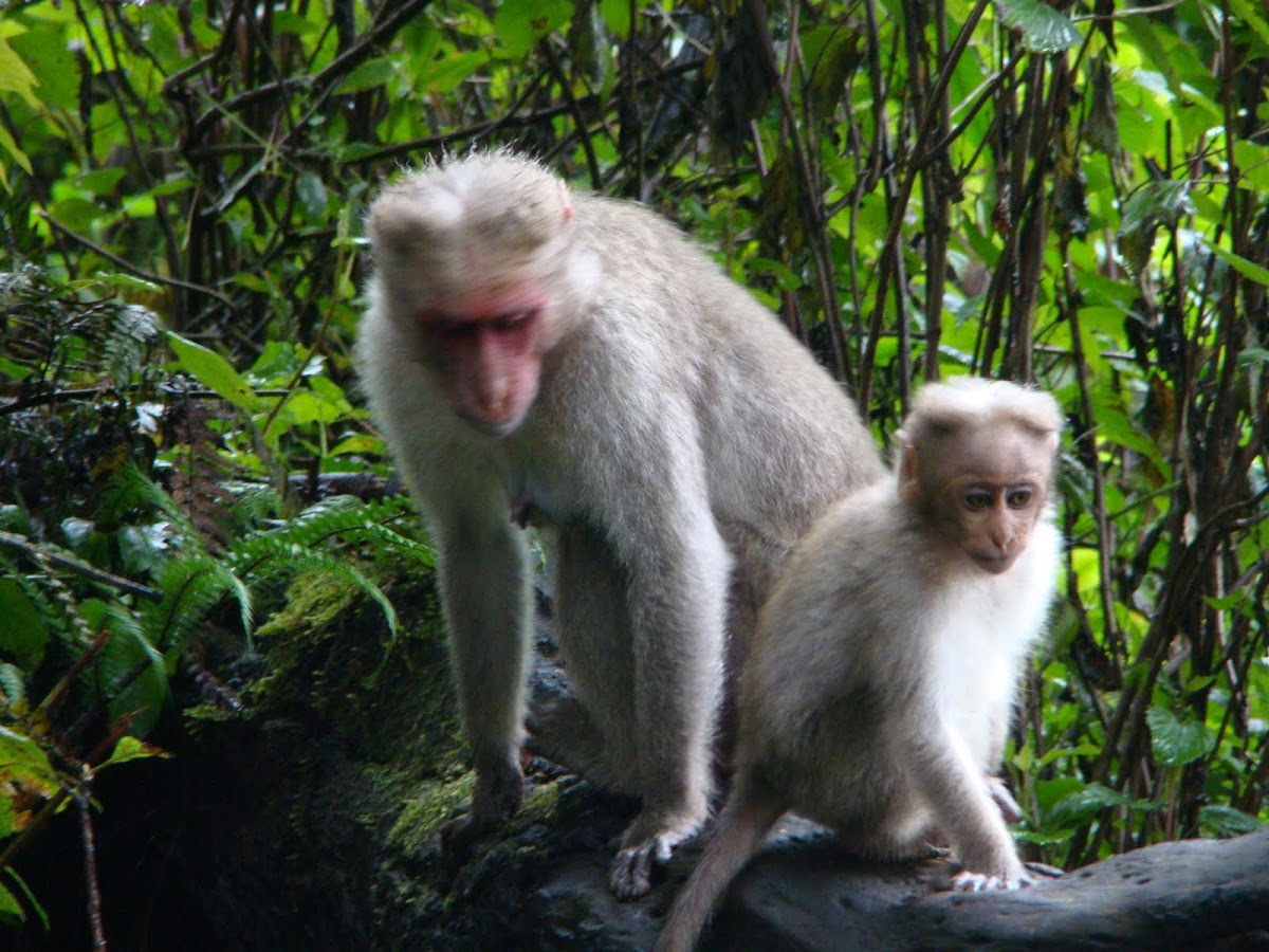 Bonnet Macaque