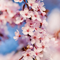 LiveWallpaper Cherry Tree logo