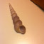 Unicorn snail shell
