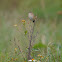 黃頭扇尾鶯 / Golden-headed Cisticola