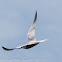 Common Tern; Charrán Común