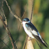 White-winged Swallow