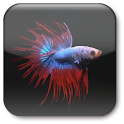 Betta Fish Live Wallpaper ★