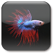 Betta Fish Live Wallpaper ★ icon