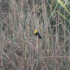 Yellow Hooded Blackbird