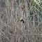 Yellow Hooded Blackbird
