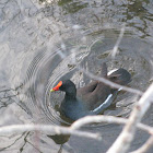 Common Gallinule