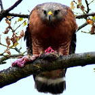 Red Shouldered Hawk (2)