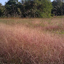 Purple lovegrass and Purpletop