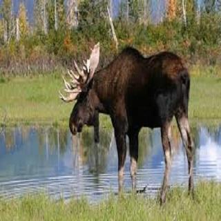 Moose Call
