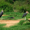 Marabou stork