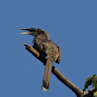 Indian grey hornbill