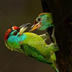 Blue Throated Barbet Feeding by Saurav Chakraborty - Animals Birds