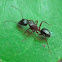 Antarctic Sugar Ant