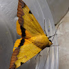 Drab Green Moth