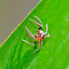 Jumping Spider