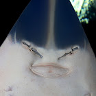 Guitarfish