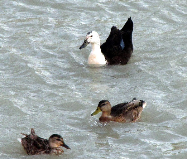 Mallard Ducks in eclipse plumage Project Noah