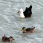 Mallard Ducks in eclipse plumage