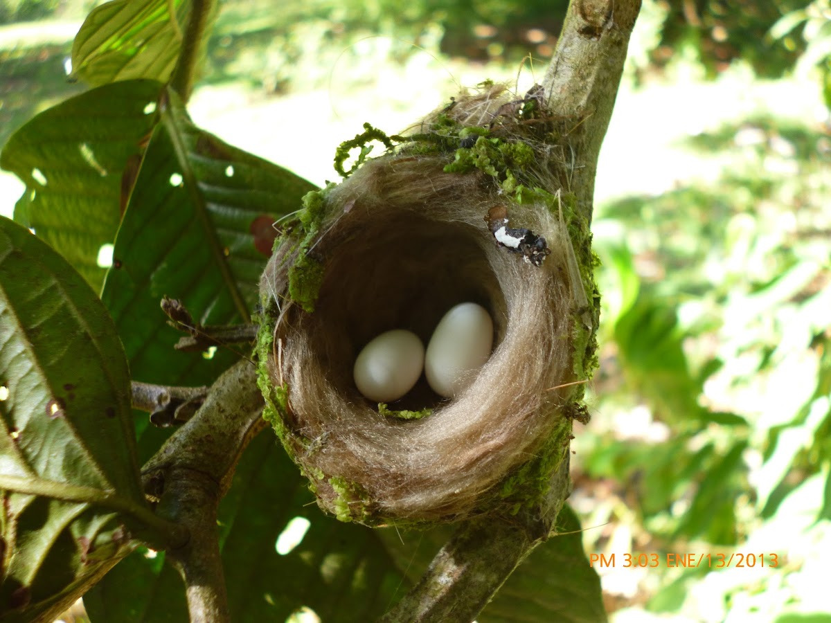 Hummingbird eggs