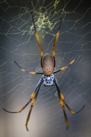 Orb Mask by Keith Sinclair -  