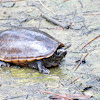Striped Mud Turtle