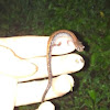 Dark-sided Salamander