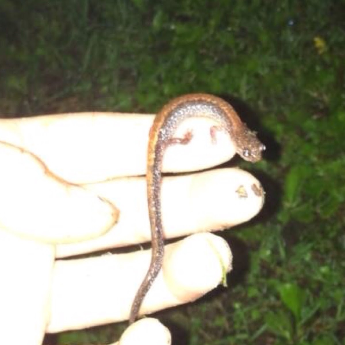 Dark-sided Salamander