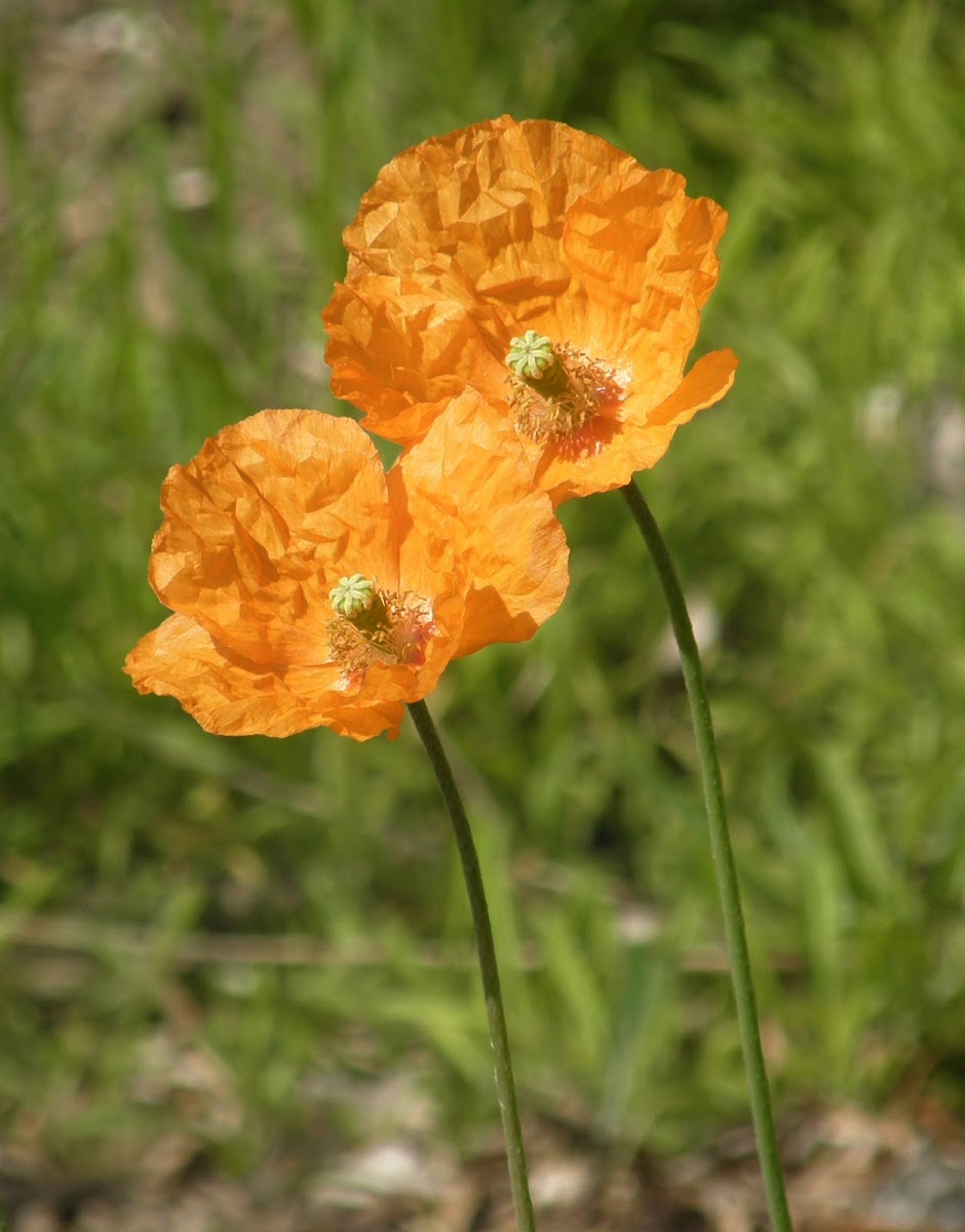 Iceland poppy "Champagne bubbles"